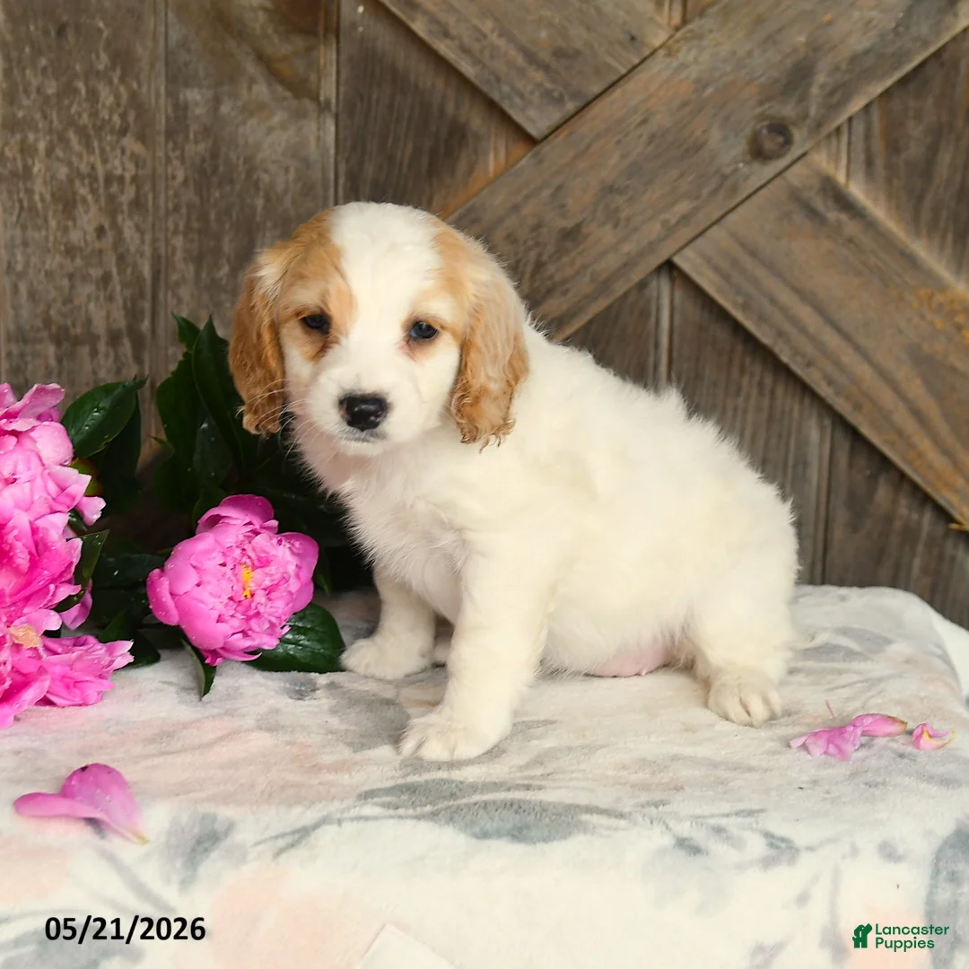 Mini Goldendoodle dogs for sale: Jayda - Ad 2