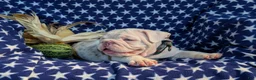 English Bulldog dogs for sale: Dunleigh - Ad 9