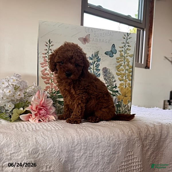 Miniature Poodle dogs Dolly - Ad 2