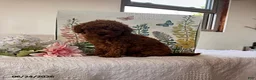 Miniature Poodle dogs for sale: Dolly - Ad 2