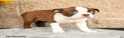 Boston Terrier dogs for sale: Morris - Ad 3