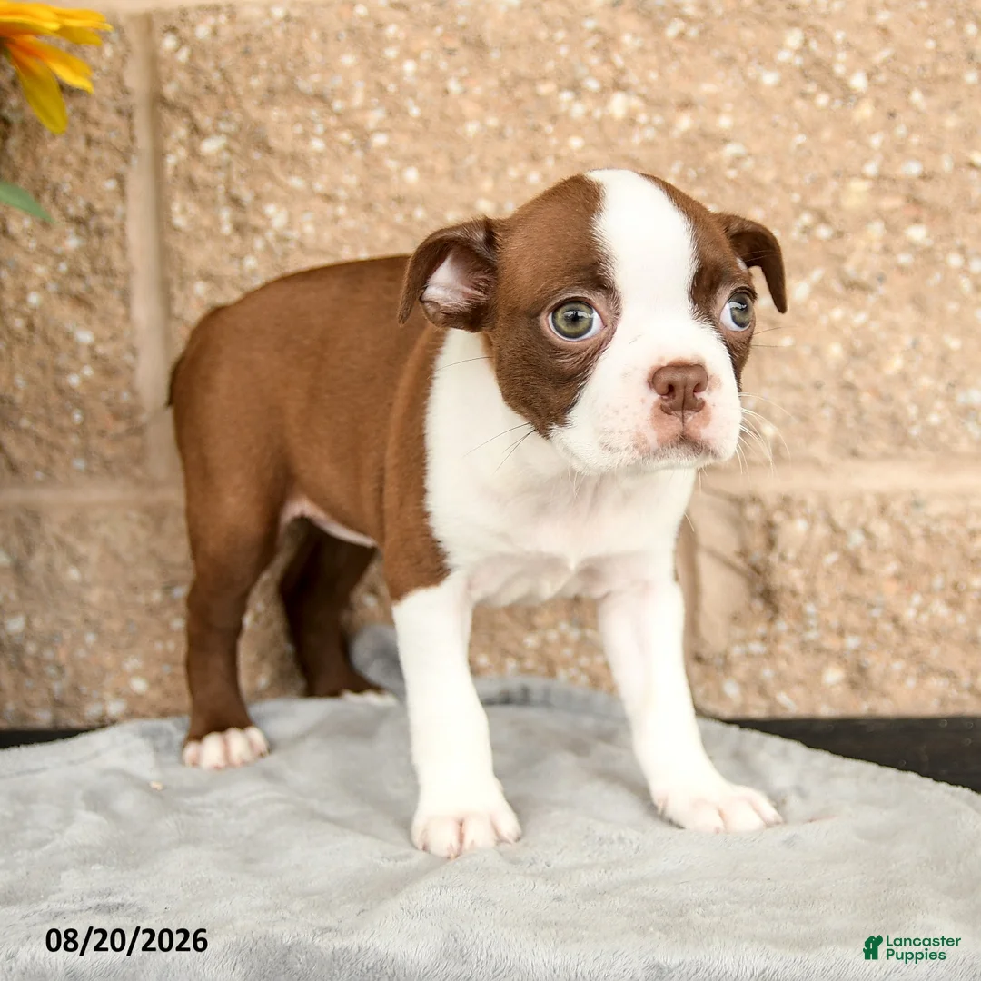 Boston Terrier dogs for sale: Morris - Ad 3