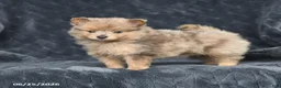 Pomeranian dogs for sale: Daisy - Ad 2