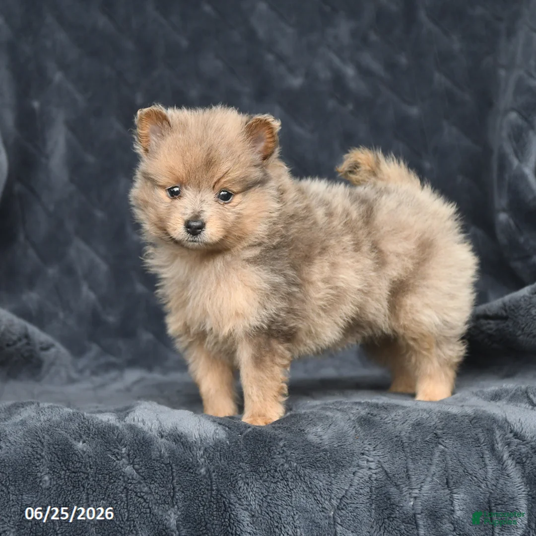 Pomeranian dogs for sale: Daisy - Ad 2