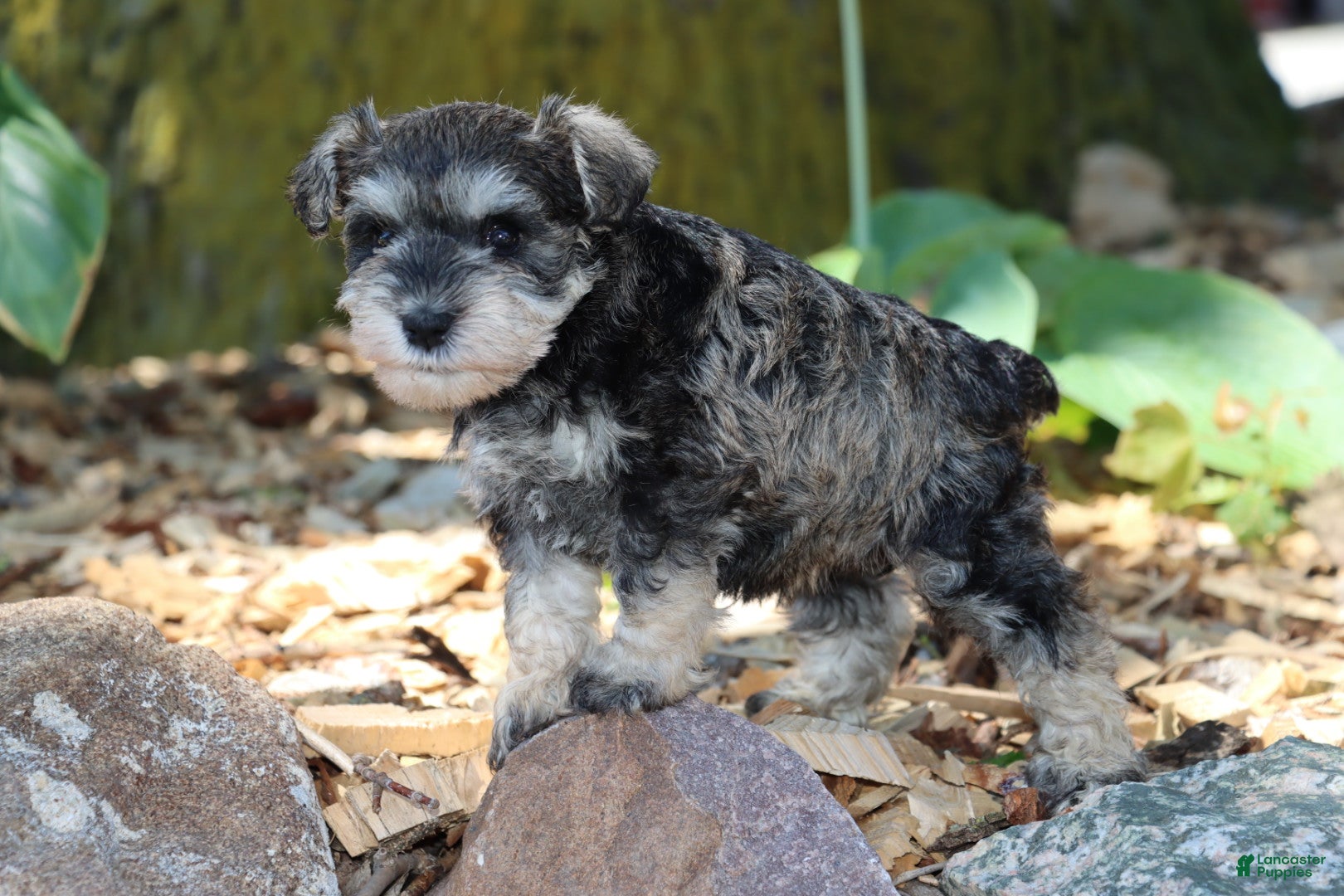 Miniature Schnauzer dogs Tina - Ad 34