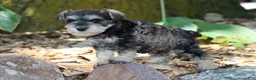 Miniature Schnauzer dogs for sale: Tina - Ad 4