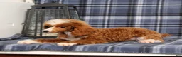 Miniature Poodle dogs for sale: Xoey (Irish Spotting) - Ad 3
