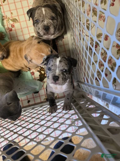 Gallery Image {{count}}