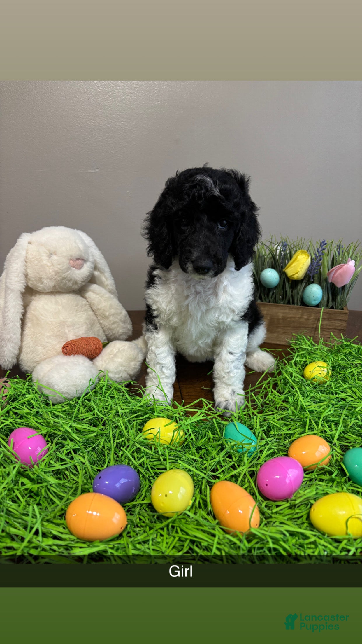 Standard Poodle dogs Rosey - Ad 1