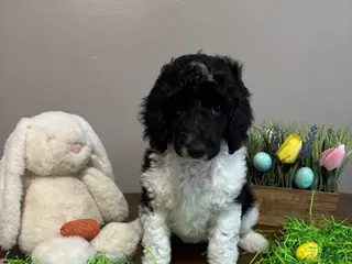 Standard Poodle dogs for sale: Rosey - Ad 2