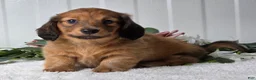 Miniature Dachshund dogs for sale: Mickey - Ad 3
