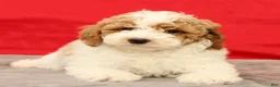 Miniature Poodle dogs for sale: Mitch - Ad 7