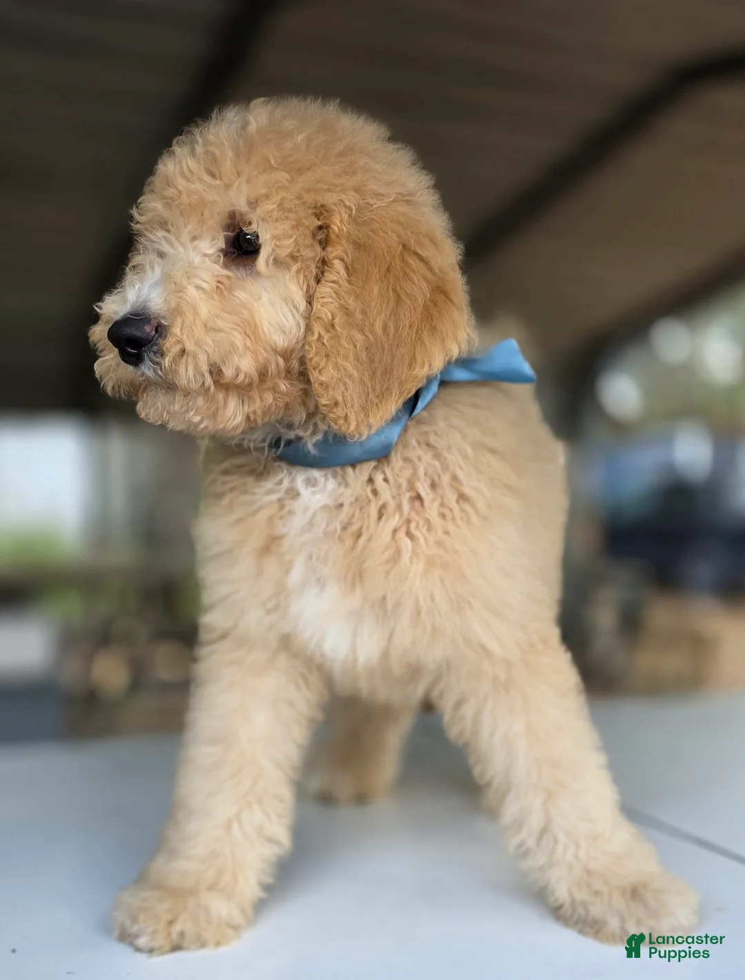 Goldendoodle dogs for sale: Dude - Ad 6