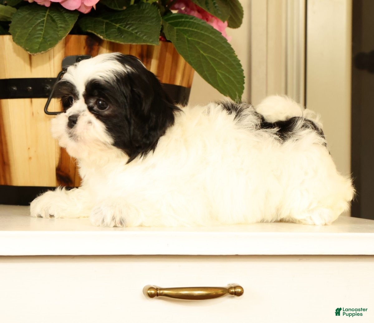 Malshi dogs for sale: Maggie - Ad 7