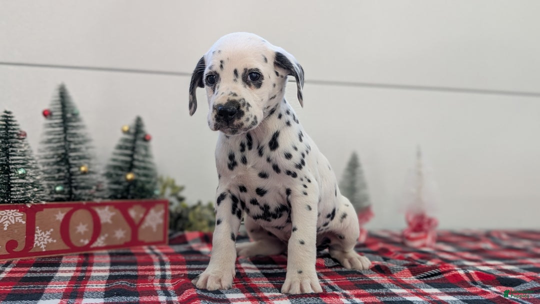 Dalmatian dogs for sale: Sweetie  - Ad 9
