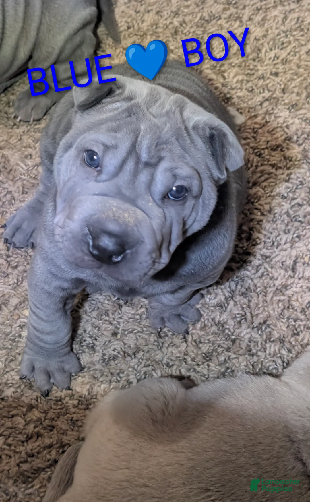 Shar Pei dogs for sale: Buggie Blue - Last One  - Ad 1