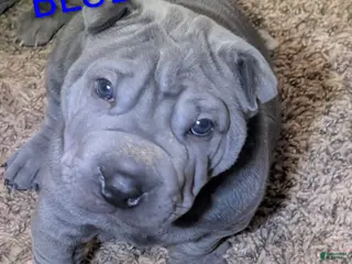 Shar Pei dogs for sale: Buggie Blue - Last One - Ad 2