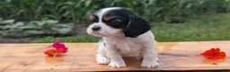 Cavalier King Charles Spaniel dogs for sale: Izzy - Ad 6