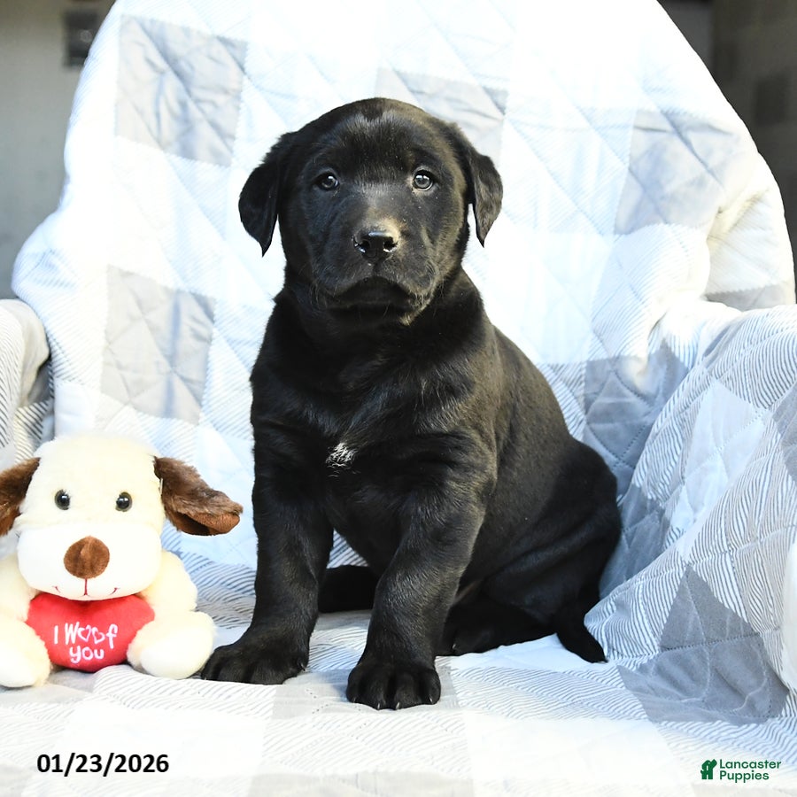 Labrador Retriever dogs for sale: Pepper - Ad 2