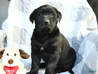 Labrador Retriever dogs Pepper - Ad 40