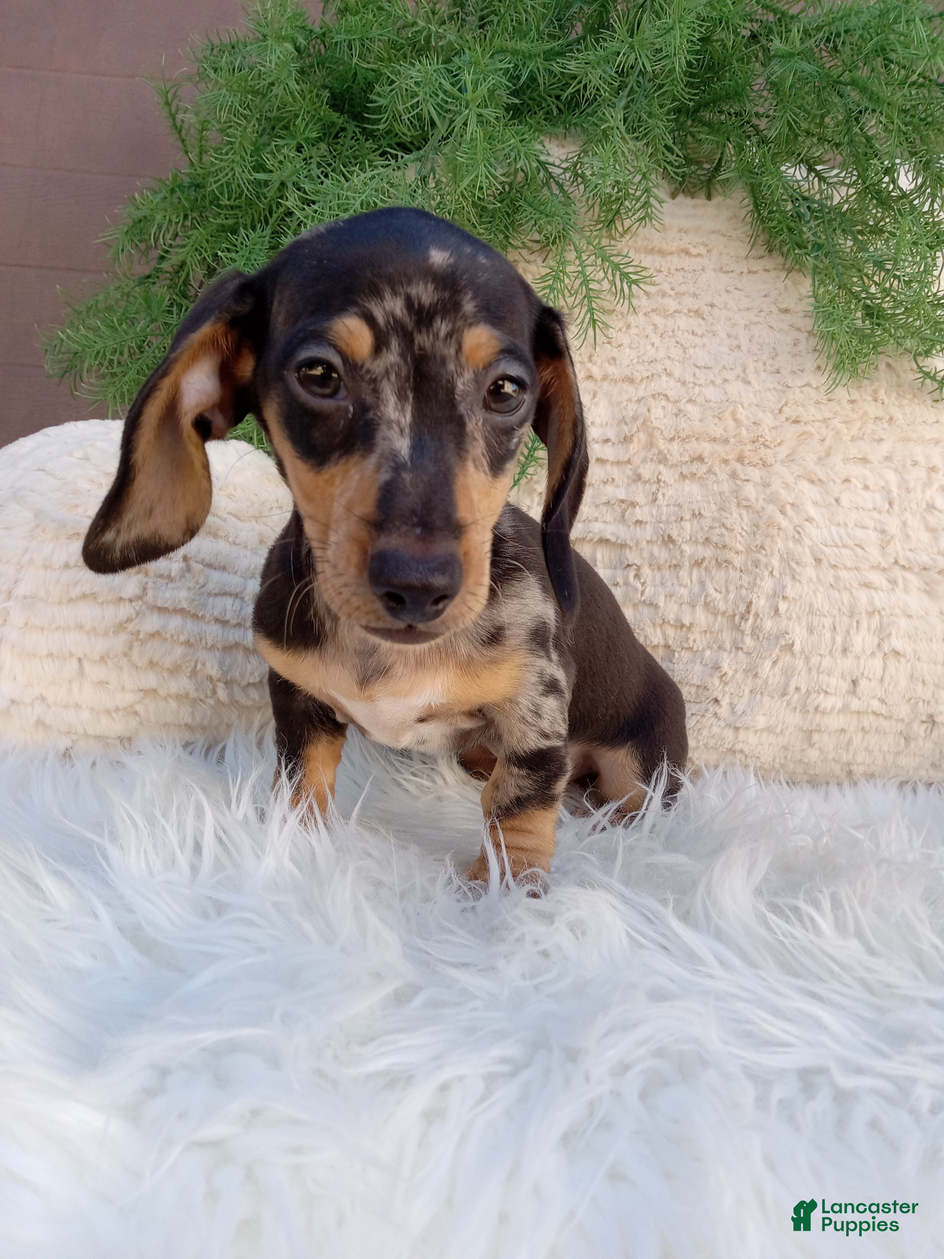 Dachshund dogs Macy - Ad 2