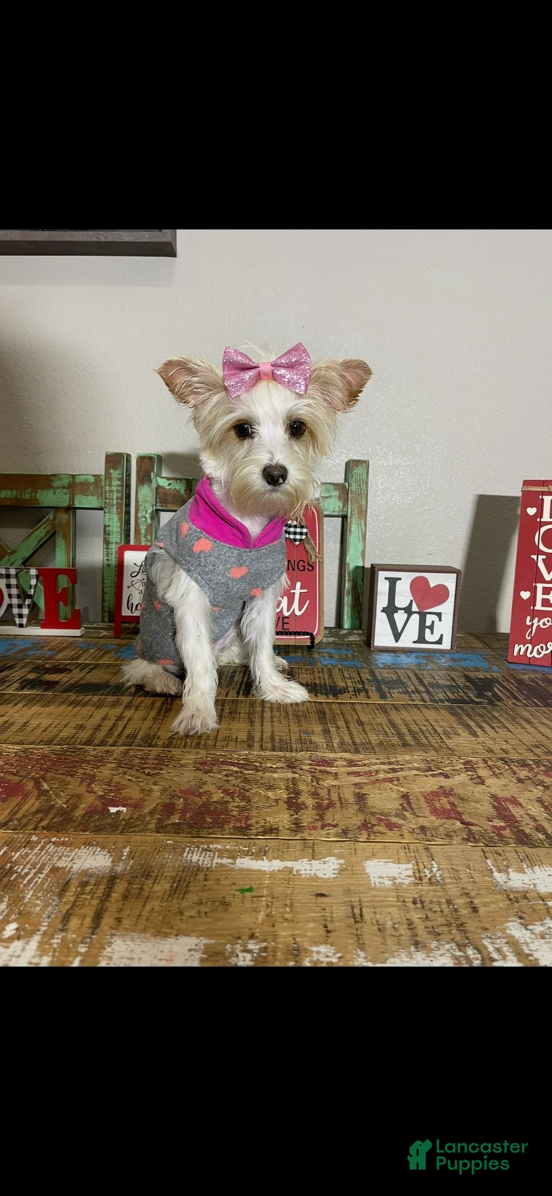 Yorkshire Terrier dogs for sale: Tilly - Ad 5