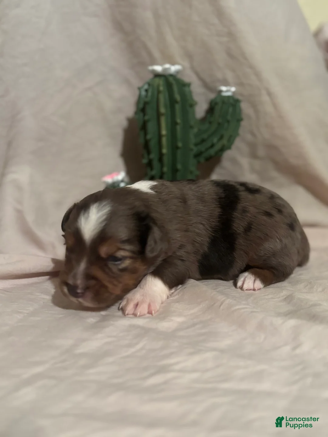 Toy Australian Shepherd dogs for sale: Hank  - Ad 2
