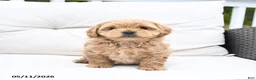 Mixed Breed dogs for sale: Peaches - Ad 2