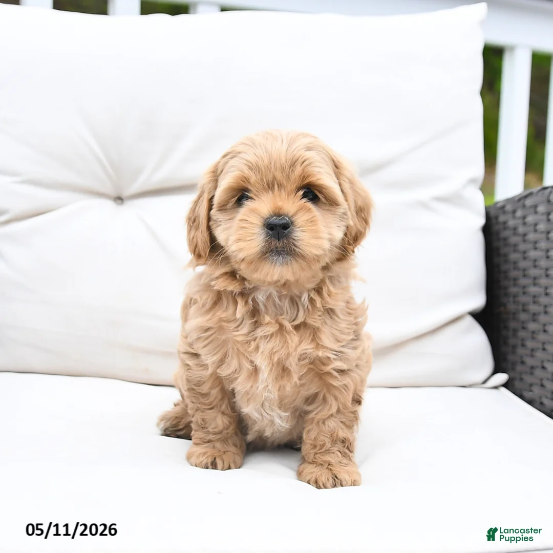 Mixed Breed dogs for sale: Peaches - Ad 2