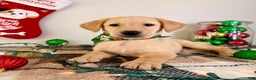 Labrador Retriever dogs for sale: Lenny - Ad 4