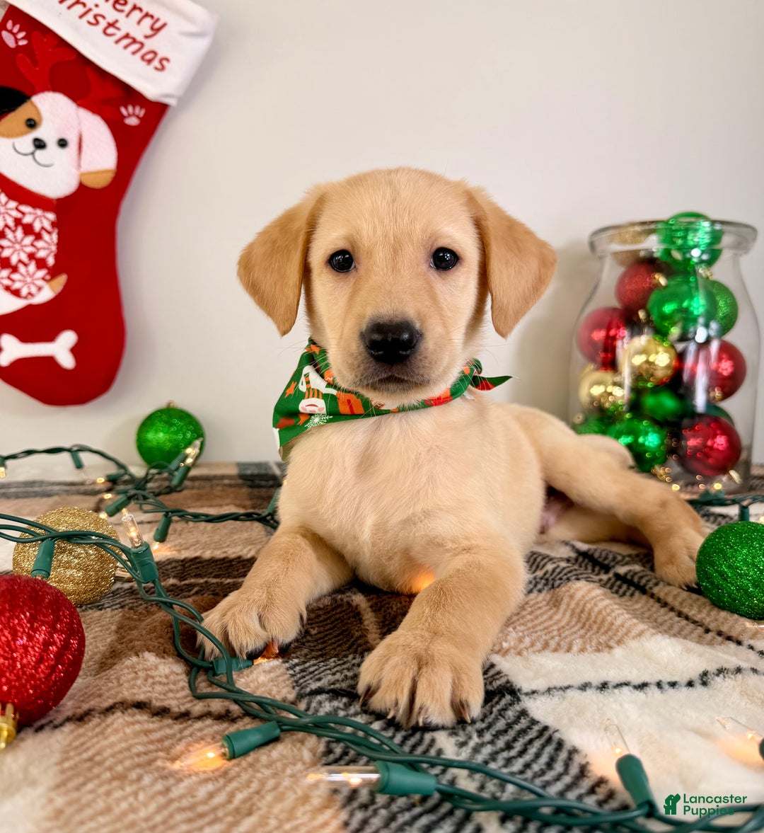 Labrador Retriever dogs for sale: Lenny - Ad 4