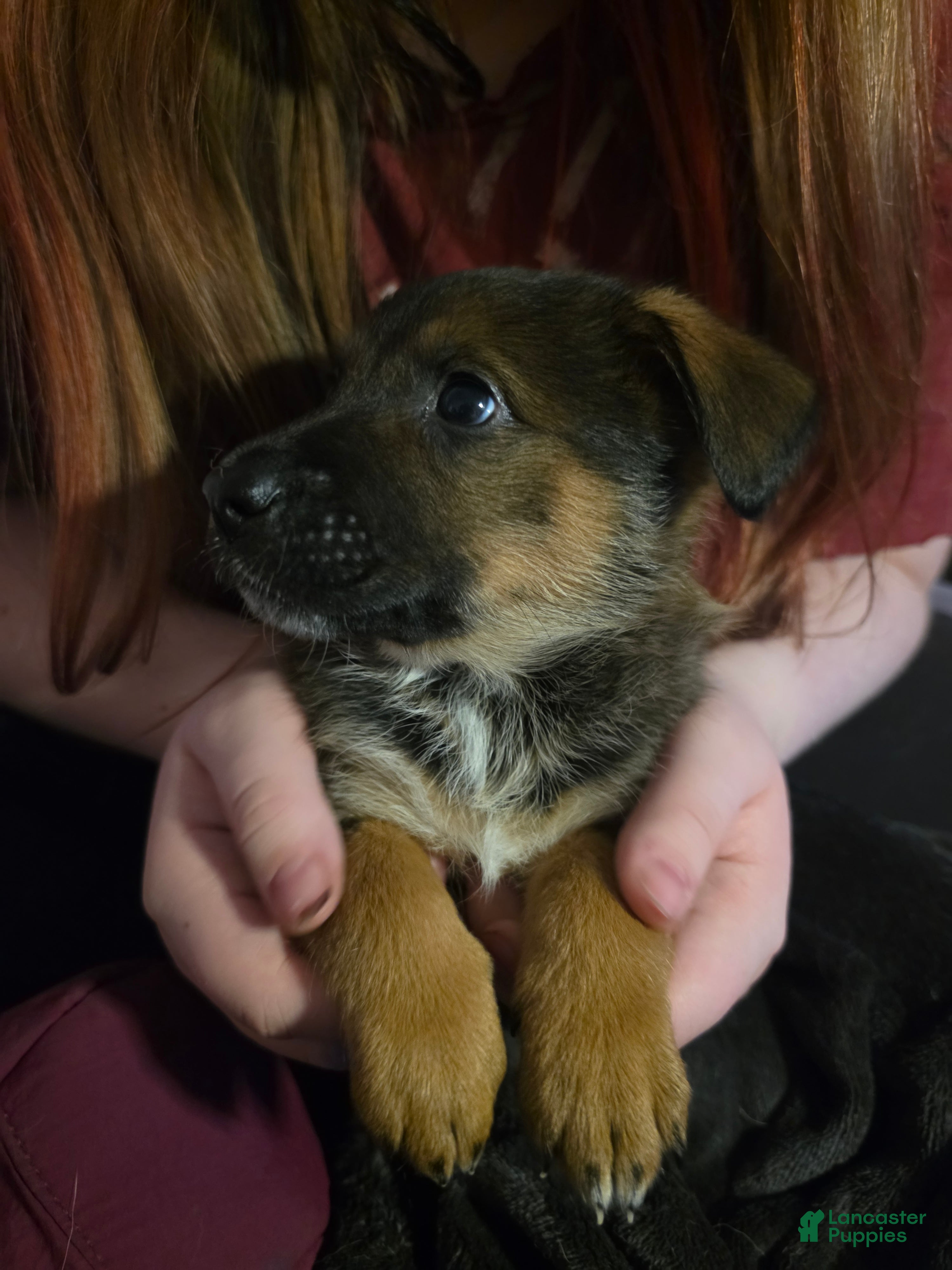 Mixed Breed dogs Mixed Breed 5 - Ad 1