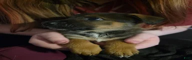 Mixed Breed 5