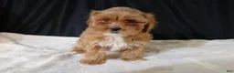 Shihpoo dogs for sale: Shihpoo Puppy 2 - Ad 7
