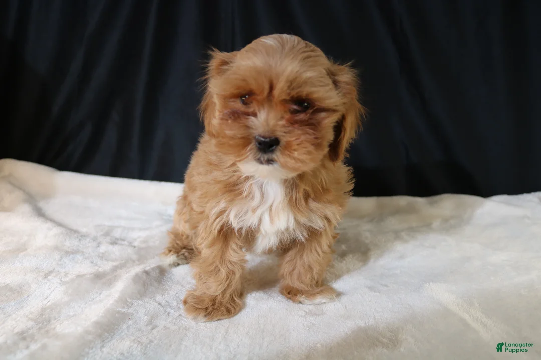 Shihpoo dogs for sale: Shihpoo Puppy 2 - Ad 7