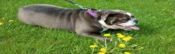 Olde English Bulldogge dogs for sale: Gabe - Ad 5
