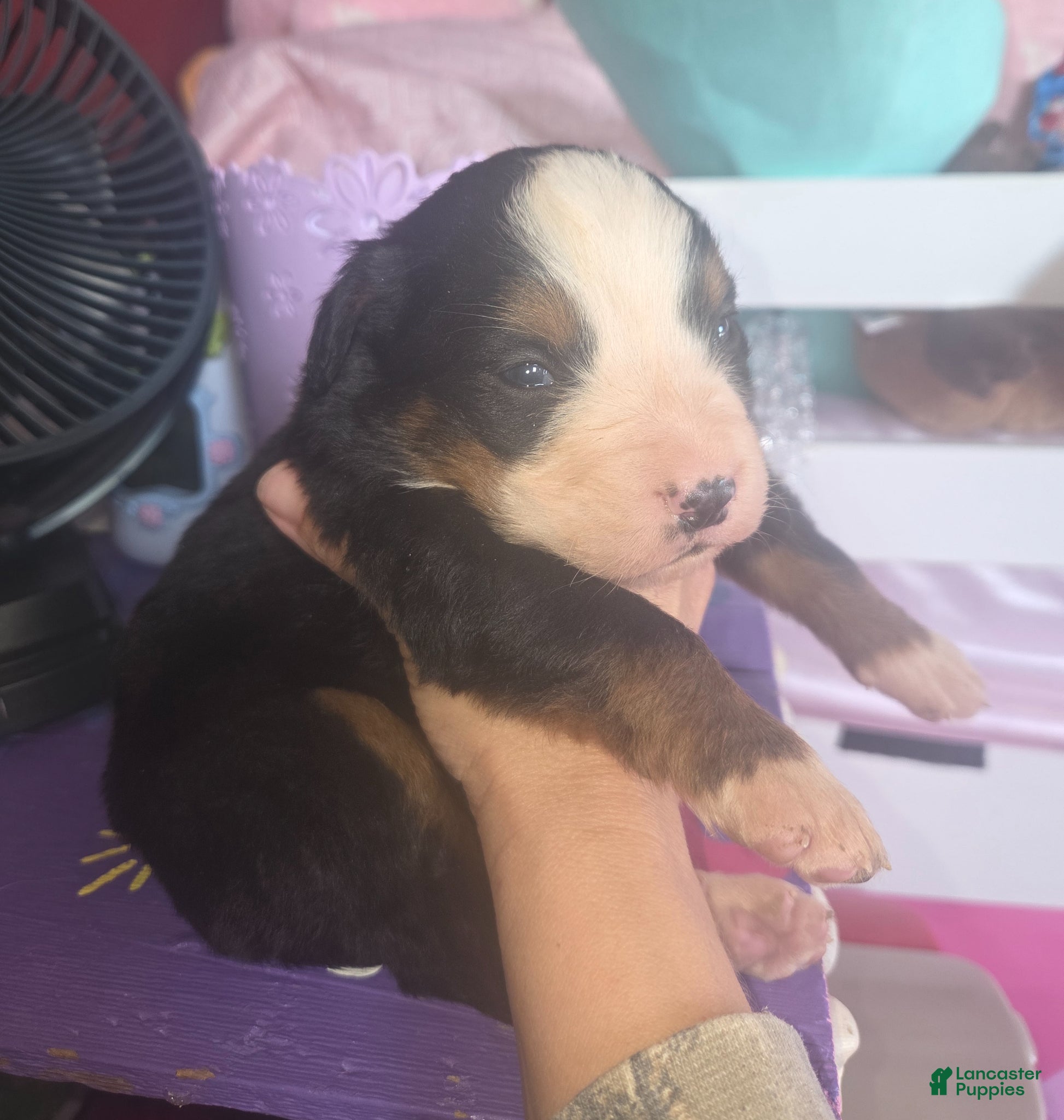 Bernese Mountain Dog dogs Bernese Mountain Dog Puppy 2 - Ad 20