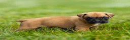 Boxer dogs for sale: Ninja Boxer  - Ad 6
