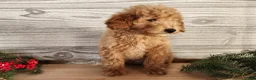 Mini Goldendoodle dogs for sale: Dover - Ad 4