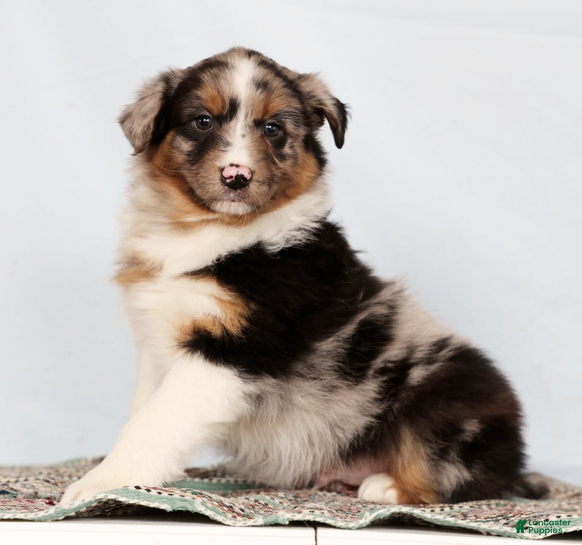 Australian Shepherd dogs Jerry - Ad 2