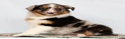 Australian Shepherd dogs for sale: Jerry - Ad 2