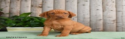 Vizsla dogs for sale: Heidi - Ad 1