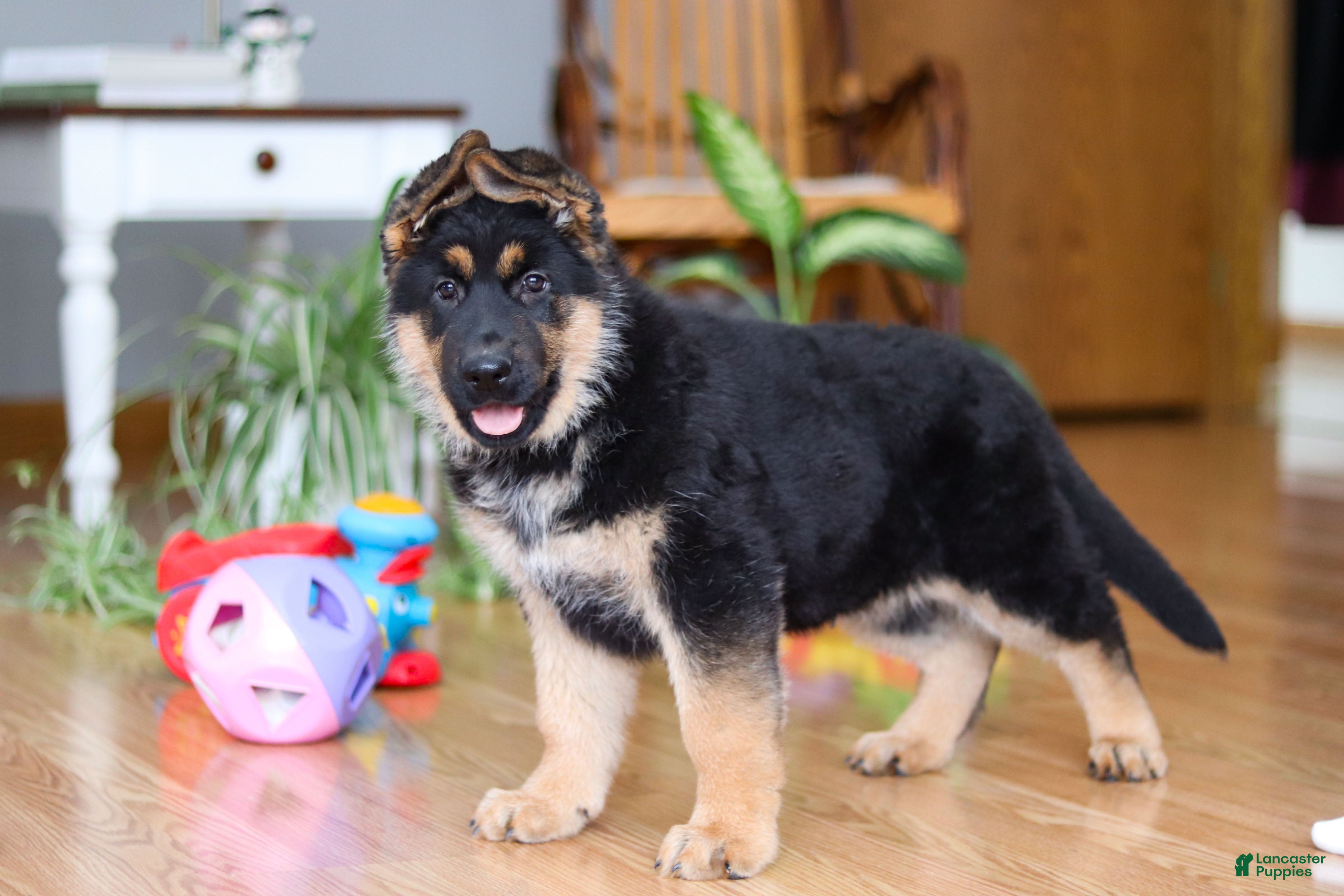 German Shepherd dogs Buddy - Ad 27