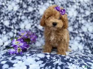 Bichpoo dogs Remi - Ad 3