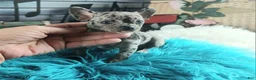 Chihuahua dogs for sale: Mouses blue merle boy - Ad 2