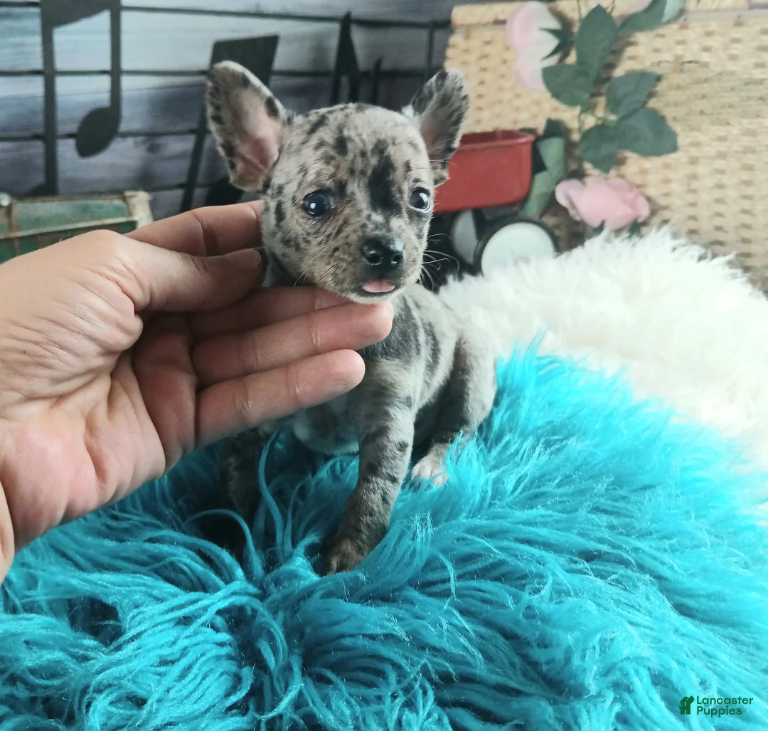Chihuahua dogs for sale: Mouses blue merle boy - Ad 2