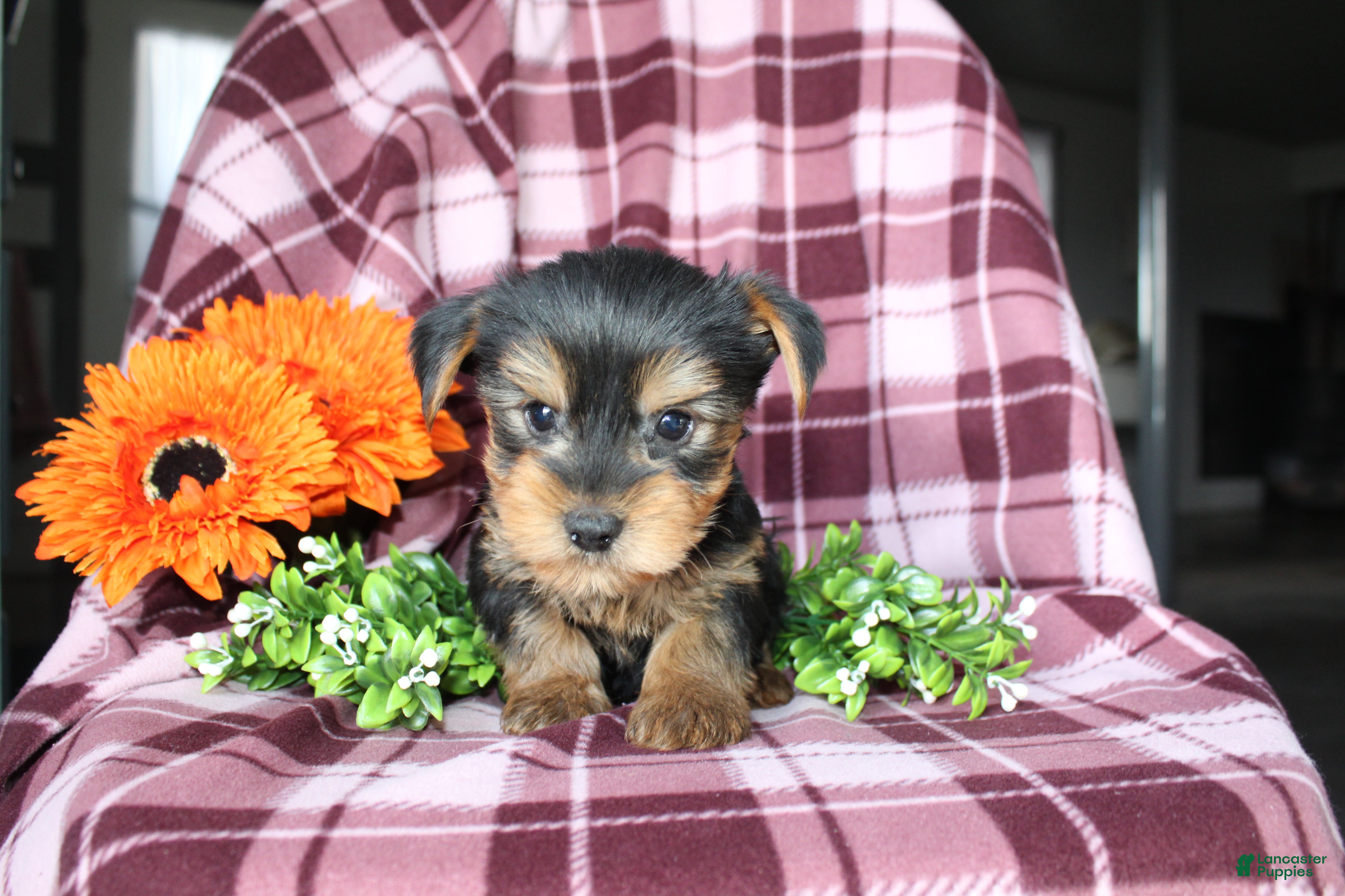 Puppies for sale in Hagerstown, Maryland Lancaster Puppies