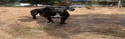 Cane Corso dogs for sale: Wren - Ad 3