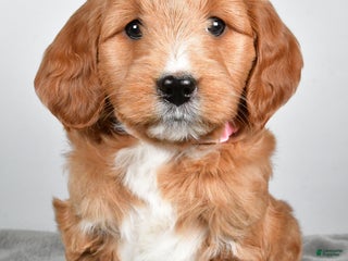 Goldendoodle dogs Amelia medium size - Ad 25