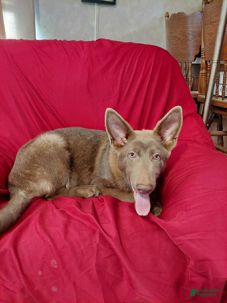 German Shepherd dogs for sale:  Isabella Male  - Ad 2